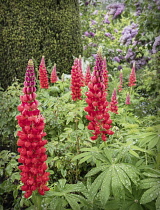 Lupin, Lupinus, Red flowers in full bloom after a shower of rain.