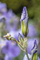 Iris, Mauve coloured flower unfurling blue iris after a shower of rain.