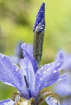 Iris, Mauve coloured flower unfurling blue iris after a shower of rain.