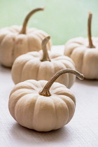 Pumpkin, Cucurbita, Four white pumpkins on display.