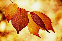 Beech, Fagus sylvatica, Colourful autum Beech leaves.