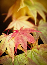 Acer, Japanese Maple, Acer Palmatum, Colourful autum leaves.