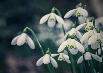Snowdrop, Galanthus, Small white coloured flowers growing outdoor.