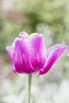 Tulip, Tulipa, Purple coloured flower growing outdoor with water droplets.