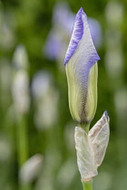 Iris, Unfurling blue iris growing outdoor.