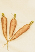 Carrot, Daucus Carota, Three carrots in a village produce show.