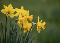 Daffodil, Narcissus, Early spring yellow coloured flowers growing outdoor.