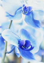 Orchid,  Orchidaceae,  Close up of blue dyed flowers.