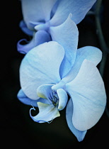 Orchid,  Orchidaceae,  Close up of blue dyed flowers.