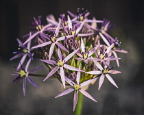 Allium, Allium 'Star of Persia', Allium Christophii, Close up detail of the flower growing outdoor.