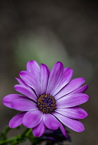 Dasiy, Purple River Daisy, Osteospermum Barneiae, Close-up of mauve coloured flower growing out door showing stamen and petals.