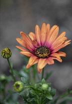 Osteospurmum, Orange African Daisy, Orange African daisies growing outdoor showing stamen and petals.