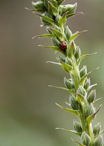 Acanthus, Acanthus Hirsutus, ladybird on stalk of plant.