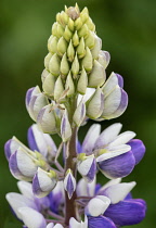 Lupin, Lupinus 'Persian Slipper', Clos3e-up detail of Mauve and white flowers growing outdoor.