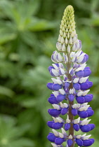 Lupin, Lupinus 'Persian Slipper', Clos3e-up detail of Mauve and white flowers growing outdoor.