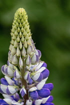 Lupin, Lupinus 'Persian Slipper', Clos3e-up detail of Mauve and white flowers growing outdoor.