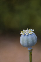 Poppy, Papaveraceae, Unopened  seed head growing outdoor.