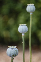 Poppy, Papaveraceae, Unopened  seed heads growing outdoor.