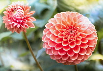 Dahlia, Dahlia 'Pom Pom', Close-up of orange coloured flower showing globe shape and petal pattern.