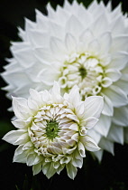 Dahlia, Close-up of White flower growing outdoor.