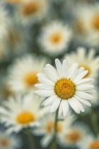 Daisy, Ox-Eye Daisy, Moon Daisy, Leucanthemum Vulgare, Close-up of flower showing white petals and yelow stamen.