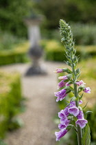 Foxglove, Digitalis, Partially opened flowers growing outdoor.