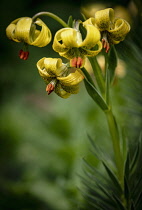 Lily, Turk's-Cap Lily, Lilium Pyrenaicum, Close uo of yellow coloured flowers growing outdoor.