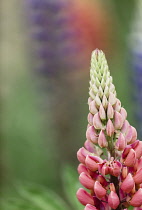 Lupin, Lupin Galllery Pink, Lupinus, Close-up of  pink coloured spire shaped flower growing outdoor.