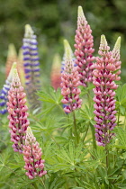 Lupin, Lupin Galllery Pink, Lupinus, Pink coloured spire shaped flowers growing outdoor.
