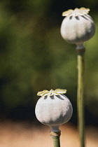 Poppy, Papaveraceae, Unopened seed heads growing outdoor.