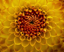 Dahlia, Close-up of heart of burnt orange flower showing pattern of petal.