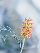 Rosemary, Rosemary Grevillea, Grevillea Rosmarinifolia subsp. Rosmarinifolia, Flowering herb growing outdoor.