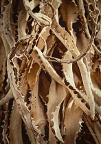 Plants, Trees, Dried spikey leaves of a tropical tree.