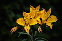 Alstromeria, Alstromeria Aurea, Yellow coloured  flowers growing outdoor showing petals and stamen.