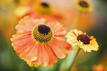 Sneezeweed, Common sneezewed, Helenium 'Moerheim Beauty', Orange coloured flower growing outdoor with petals and stamen visible.