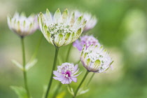 Astrantia 'Great Masterwort', Astrantia Major, Pale coloured flowers growing outdoor.