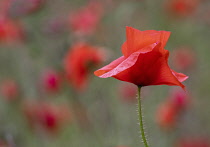 Poppy, Papaveraceae, Bright red flowers growing outdoor in summer.