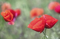 Poppy, Papaveraceae, Bright red flowers growing outdoor in summer.