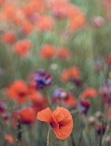 Poppy, Papaveraceae, Bright red flowers growing outdoor in summer.