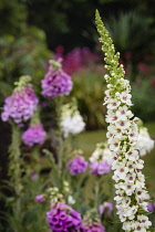 Black Mullein, Verbascum Nigrum, Spire shaped flowers growing outdoor with water droplets.