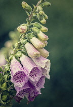 Foxglove, Digitalis, Spire shaped flowers growing outdoor in garden covered in water droplets.