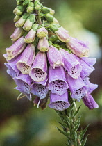 Foxglove, Digitalis, Spire shaped flowers growing outdoor in garden covered in water droplets.