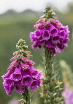 Foxglove, Digitalis, Spire shaped flowers growing outdoor in garden covered in water droplets.