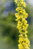 Celsia, Great-Flowered Celsia, Verbascum Creticumm, Tall yellow flower stem growing outdoor covered in water droplets.