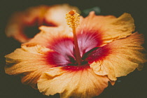 Shoeblackplant, Hibiscus Rosa-Sinensis, Peach coloured flower in full bloom showing stamen.