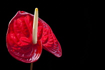 Anthurium / Anthurium Andraeanum, Studio image of a red flower against a black background.