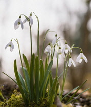 Snowdrop, Galanthus, Small white flowers growing outdoor on spring morning.