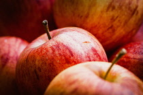 Apple, Cox Apple, Malus Domestica, Cox eating apples in an organic farm shop in Devon.