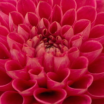 Dahlia, Close-up of red coloured flower showing petal pattern.