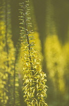 Poker Flower, Dicotyledon, Side view of yellow coloured flower growing outdoor.